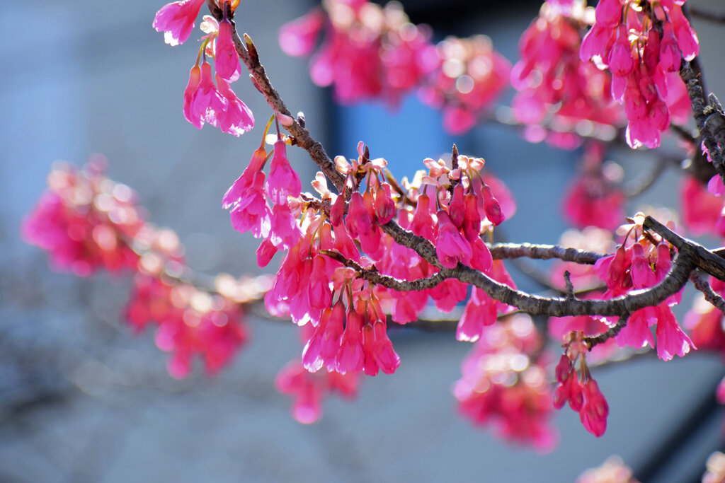 寒緋桜 （かんひざくら）　７