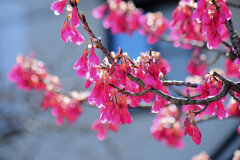 寒緋桜 （かんひざくら）　７