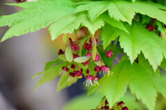 「羽団扇楓（はうちわかえで）」の花と実　５