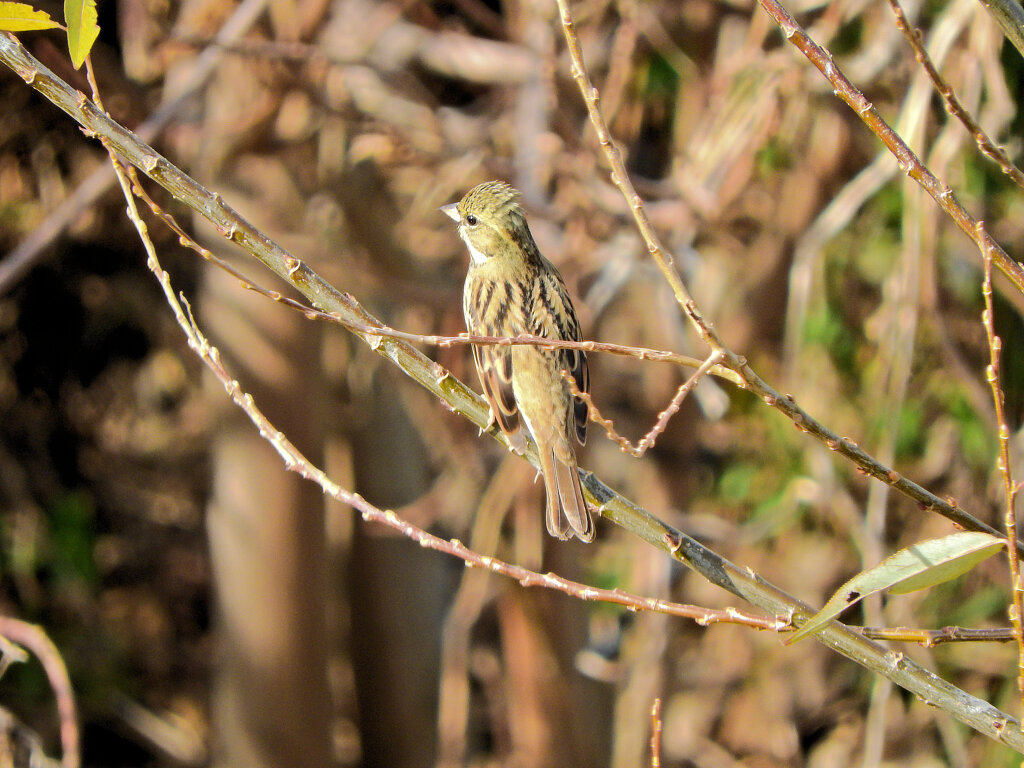 アオジさん　１
