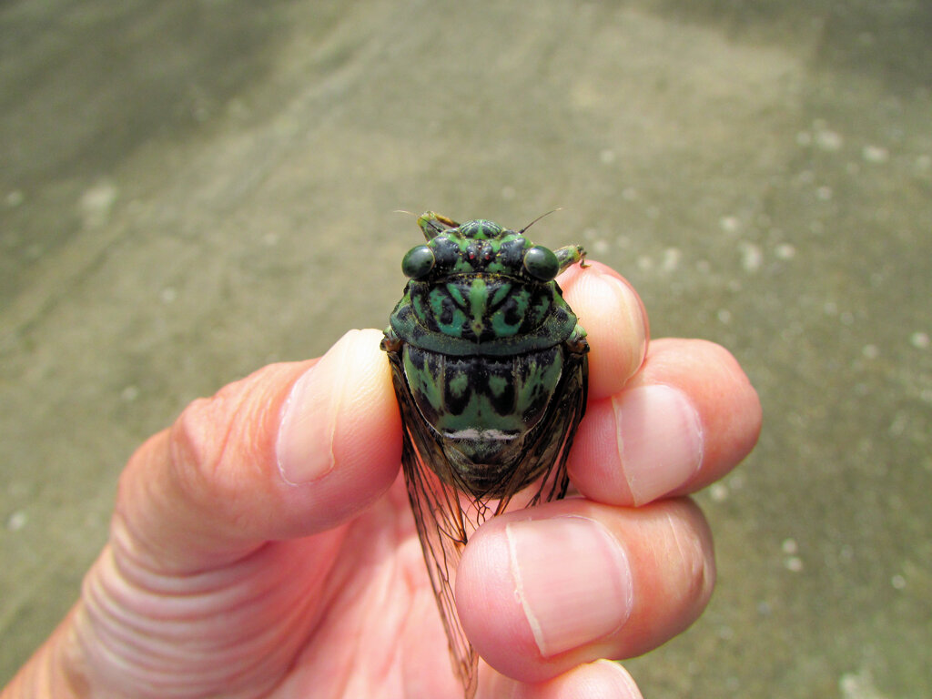 ミンミンゼミ　３