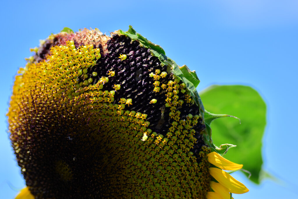 誰が喰った？　３