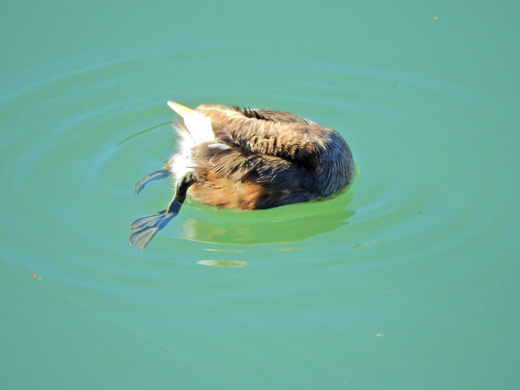 矢上川で　カイツムリ　８