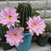 サボテンの花　１