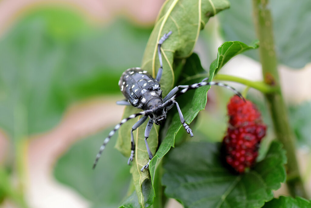 ゴマダラカミキリ 　甲虫目　カブトムシ亜目　カミキリムシ科　フトカミキリ亜科　１