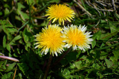 ウスジロカントウタンポポ（薄白関東蒲公英）３