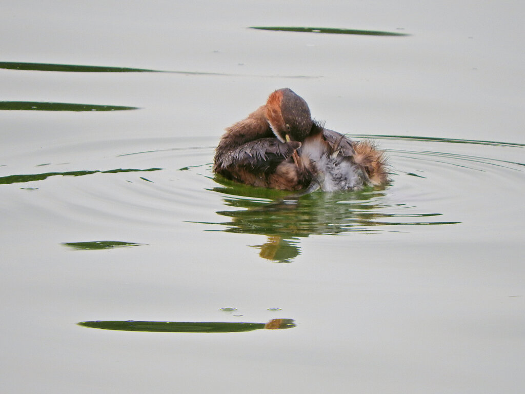 等々力緑地公園・・釣り堀池で　カイツブリ　７