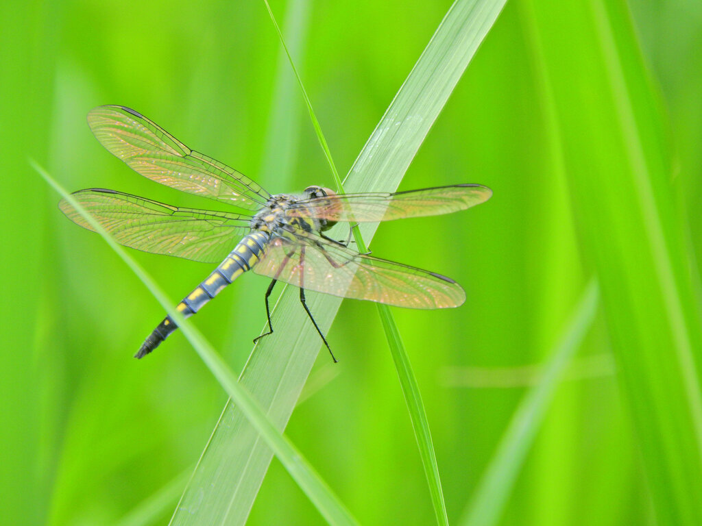 コフキトンボ　２