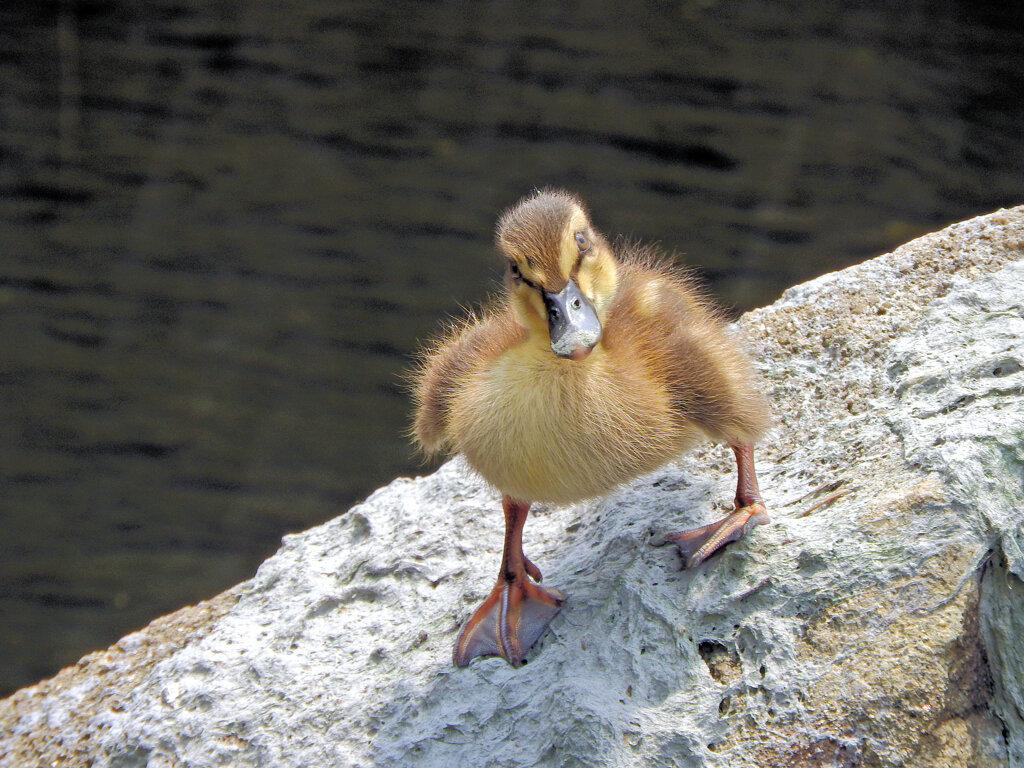 たまにはカルガモの雛ちゃん　２