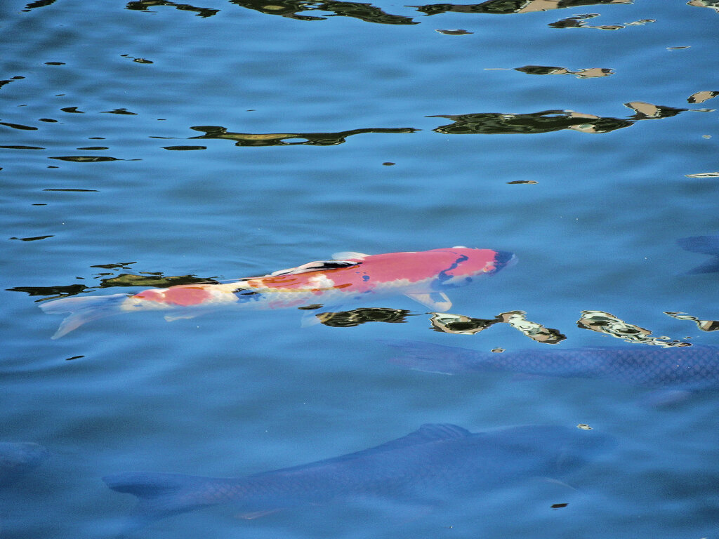 矢上川で錦鯉　３