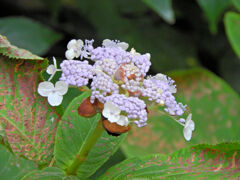 里山で玉紫陽花　１