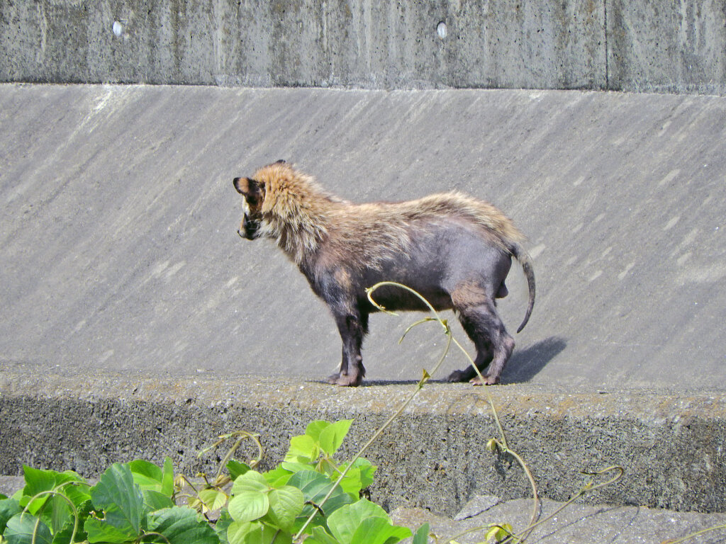 矢上川で野生の狸　３