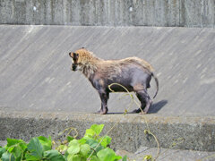矢上川で野生の狸　３