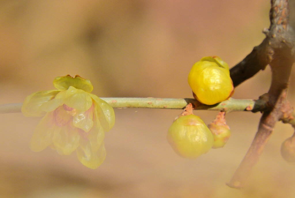 里山で蝋梅が開花　６