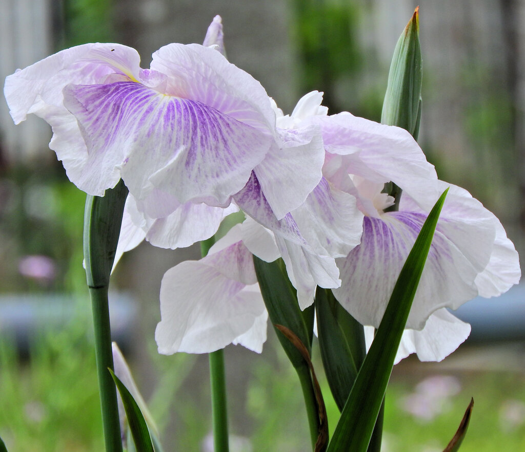 花菖蒲　７