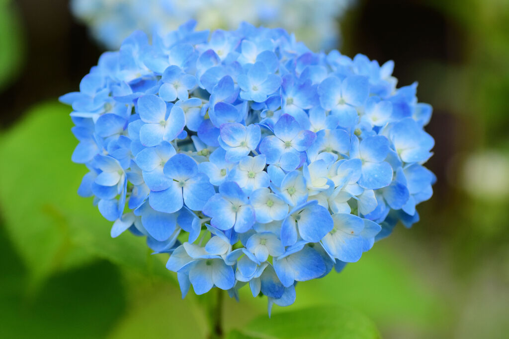 私の♡を探して・・・紫陽花編　１