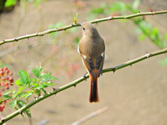 ジョビ子さんに出合いました(=^～^)oうれちっ♪　４