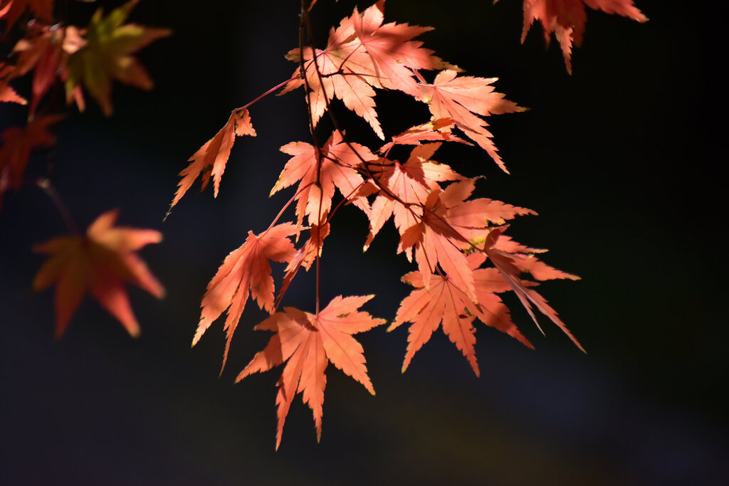 紅葉　１