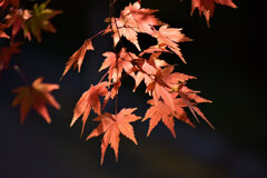 紅葉　１