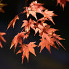 紅葉　１