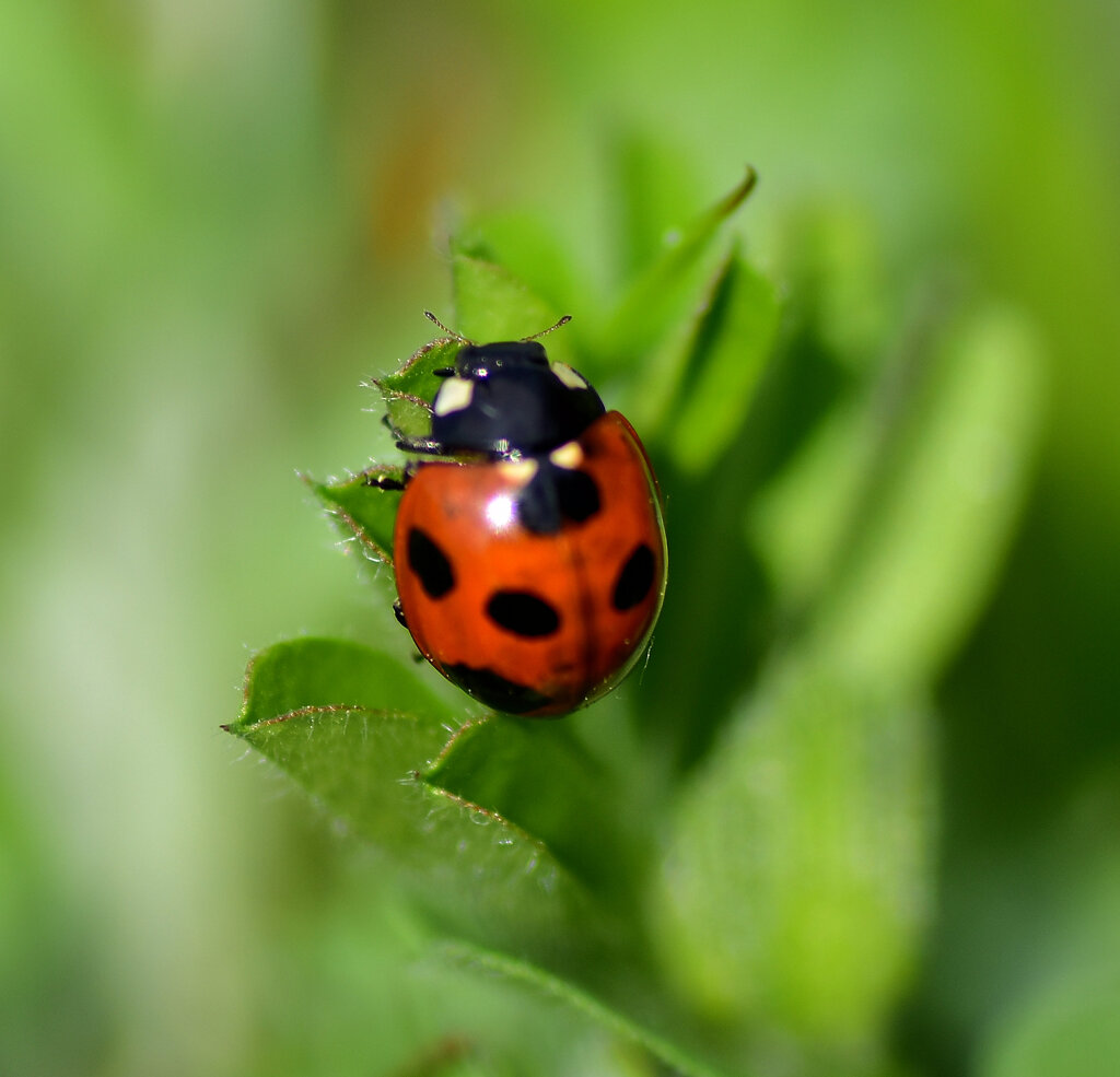 ナナホシテントウ　さん　７
