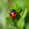 ナナホシテントウ　さん　７