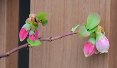 ブルーベリー　２