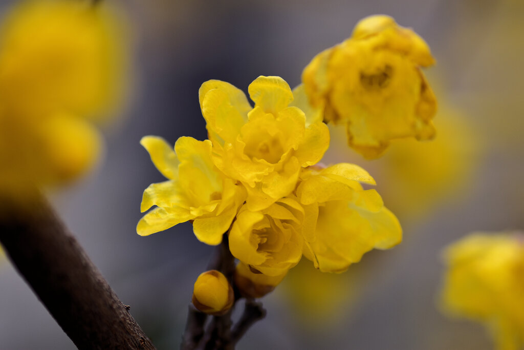 蝋梅を綺麗と思えない隣人がいる・・・８