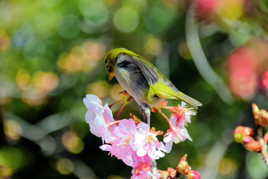 サクジロー⌒(ё)⌒　１５