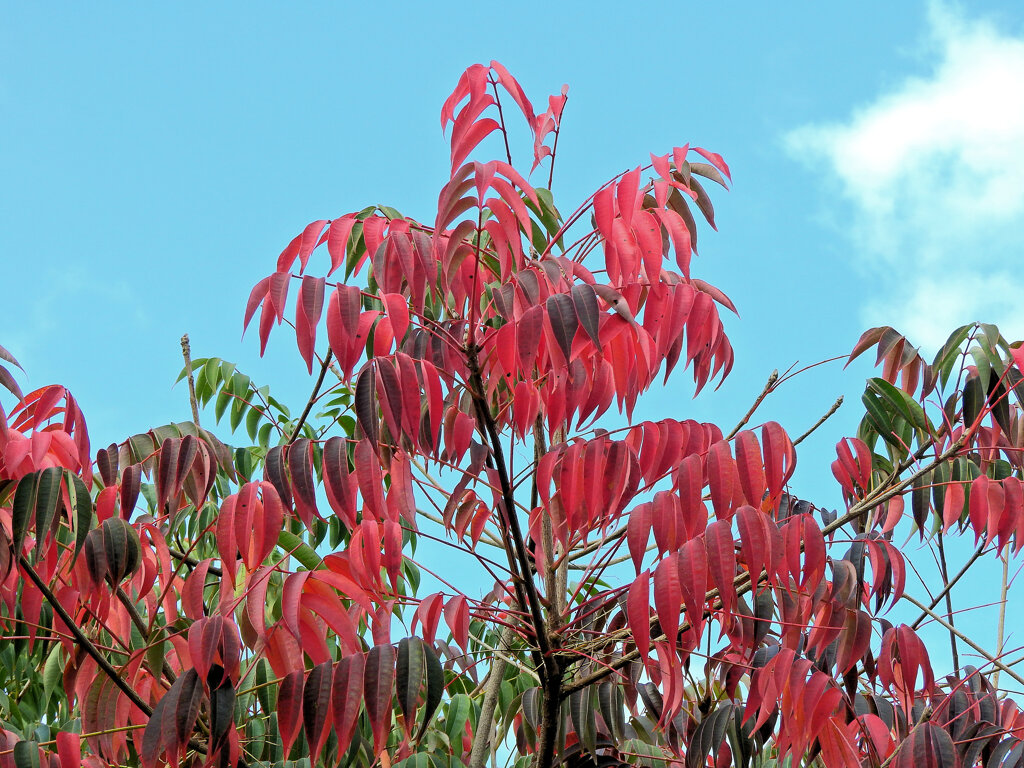 山黄櫨 （やまはぜ）の紅葉　３