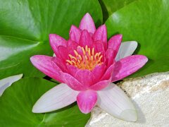 民家の瓶で睡蓮　花　５