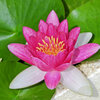 民家の瓶で睡蓮　花　５