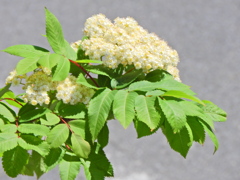 七竈（ナナカマド）の花　７