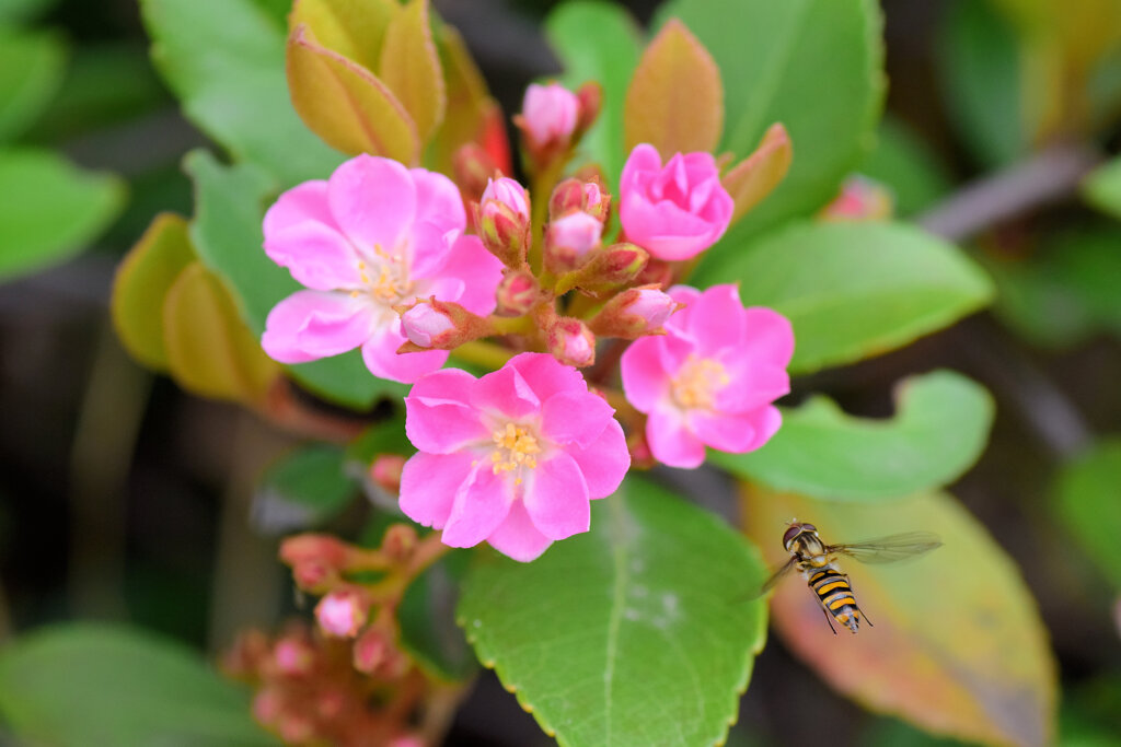 「丸葉車輪梅」　ピンク色の花にヒラタアブさん　２