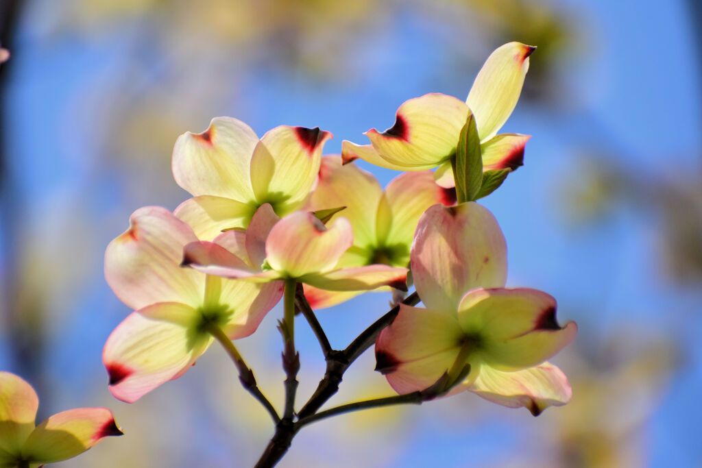 花水木　１