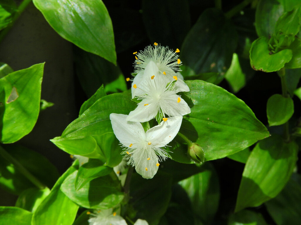 常盤露草 （ときわつゆくさ）　２