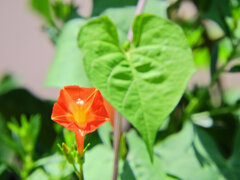丸葉縷紅草　（まるばるこうそう）　２