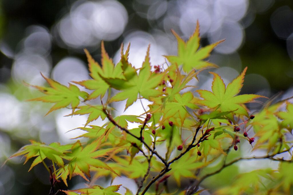春紅葉　美しい　１