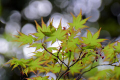 春紅葉　美しい　１