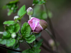 秋明菊の蕾