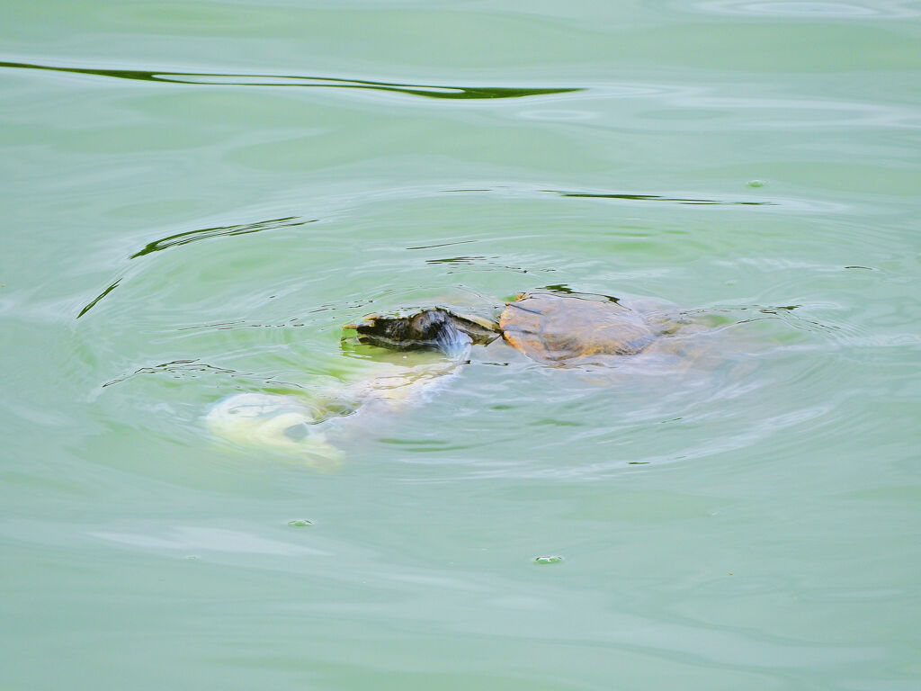 等々力緑地公園・・釣り堀池で亀さんお魚を食べる２