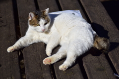 昨晩投稿した肉球の持ち猫　５