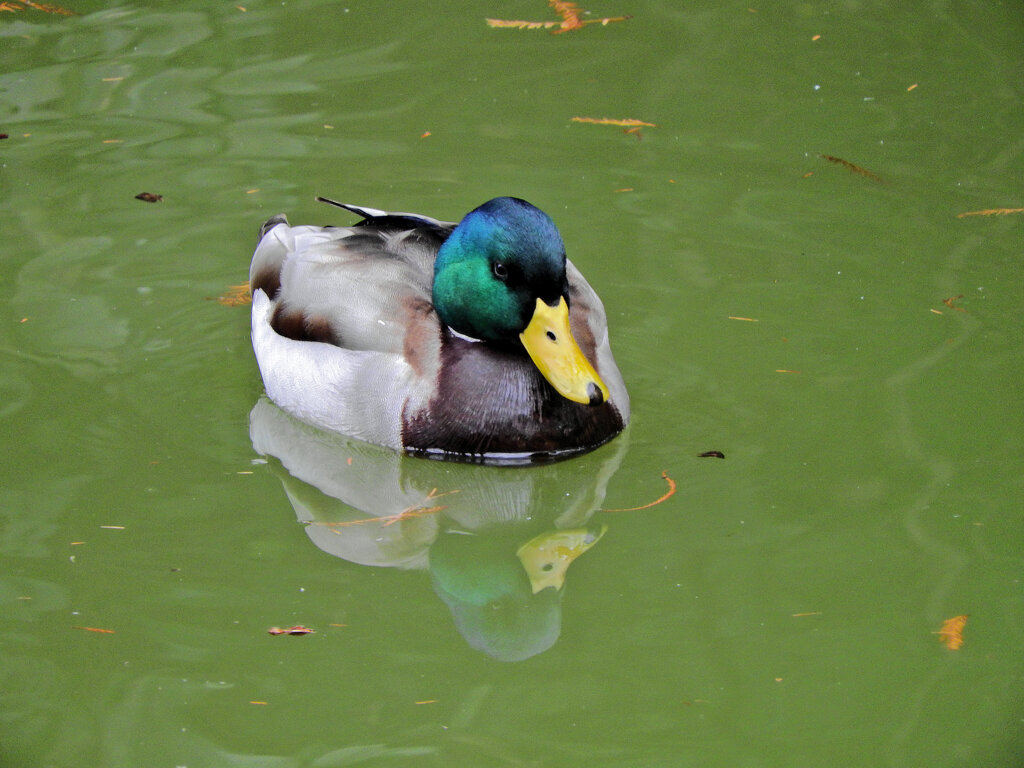 等々力緑地公園・・釣り堀池で　マガモさん　６