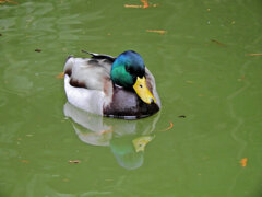 等々力緑地公園・・釣り堀池で　マガモさん　６