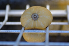 畑から逃げようとして柵に挟まったままのバターナッツ南瓜５