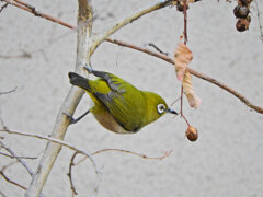 メジロ　さん　２