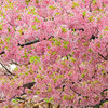 私の散歩道・せせらぎ遊歩道・河津桜　３