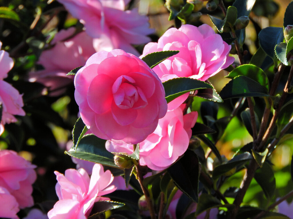 山茶花　１