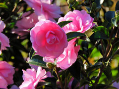 山茶花　１