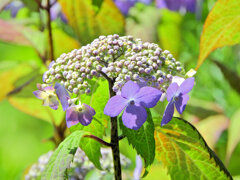 山紫陽花　１